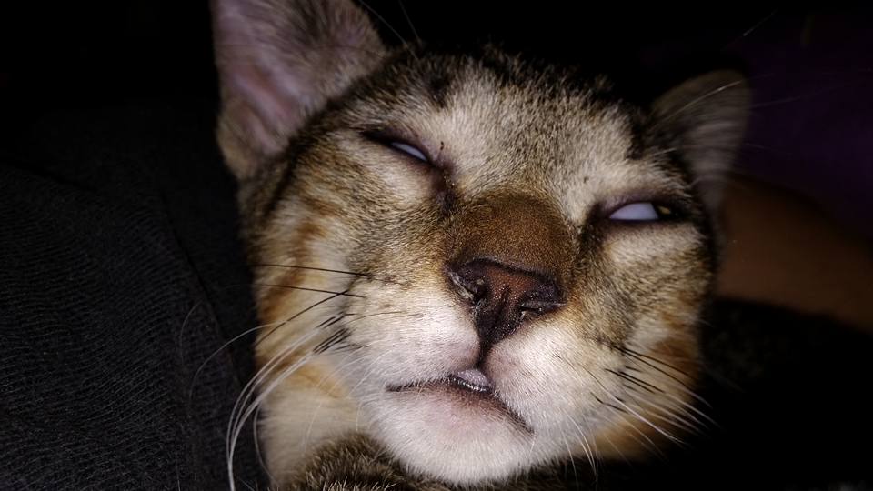 Cara de gato